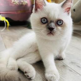 Scottish Straight Female Kittens for Loving Homes in Charlottesville, va