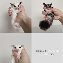 Sugar Glider Joey Siblings for Adoption in Davison, mi