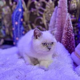 Scottish Straight Kitten Looking for a Loving Home in Charlottesville, va