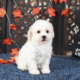 Poochon Puppy Jasmine - Sweet and Playful in Mount Vernon, oh