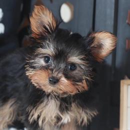 Yorkshire Terrier Teacup Puppy Amber Available for Adoption in Mount Vernon, oh