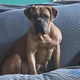 Dogue de Bordeaux Puppies Available in Pennsylvania in Allentown, pa