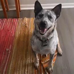 Blue Heeler Male, Fixed, Up-to-Date on Shots in Ruckersville, va