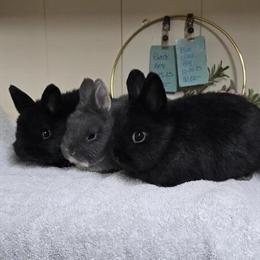 Netherland Dwarf Bunnies Available Now in Salisbury, nc