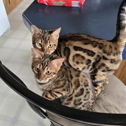 Purebred Bengal Kittens for Sale in Salisbury, nc