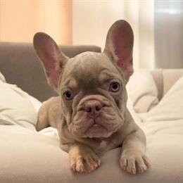 French Bulldogs - 10 Week Old Isabela Boys Seeking Loving Homes in Portland, or