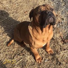 Dogue de Bordeaux Puppies Available in Eastern PA, NJ, NY in Allentown, pa