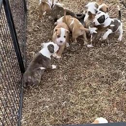 English Bulldog and American Bulldog Mix Puppies Ready for Adoption in Morganton, nc