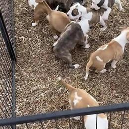 English Bulldog Mix Puppies Ready for Forever Homes in Morganton, nc