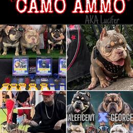 Stud Services for Merle French Bulldogs and American Bullies in Minneapolis, mn