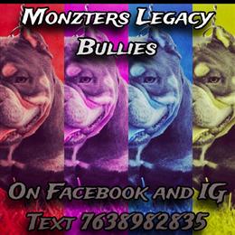 French Bulldog Studs Available at Great Deals in Minneapolis, mn