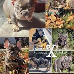 French Bulldogs and Bullies - Special Stud Services Available in Minneapolis, mn