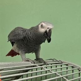 Female African Grey Parrot for Experienced Owners in Waxhaw, nc