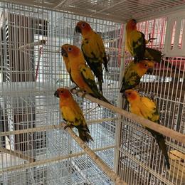 Sun Conure Parrot for $600 in Charlotte in Waxhaw, nc