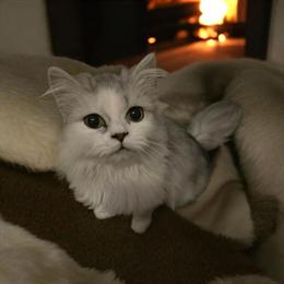 Himalayan Mix Kittens Looking for a Home in Indianapolis, in