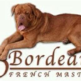 Dogue de Bordeaux Puppies Available - Males and Females in Allentown, pa