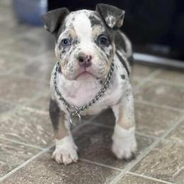 Pocket Bully Female, 2 Months Old in Saginaw, mi