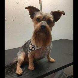 Yorkshire Terrier Stud Service Available in Saginaw, mi