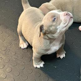Lilac Female Pocket American Bully for Sale in Brooklyn, ny