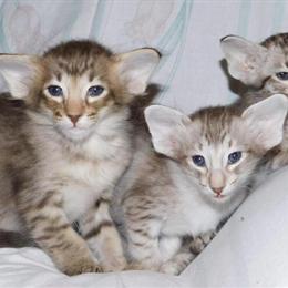 Oriental Shorthair Kittens Available for 2023 Litters in Buffalo, ny