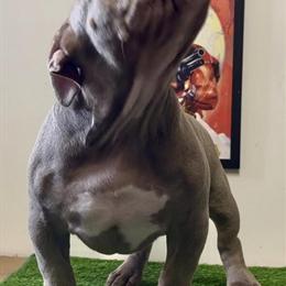Lilac Male Pocket American Bully Available in Brooklyn, ny