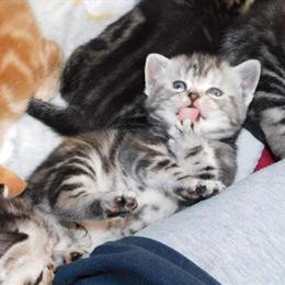 American Shorthair Kittens Available for Adoption in Buffalo, ny