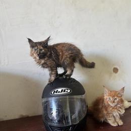 Maine Coon Kittens Ready for Forever Homes in Tampa, fl