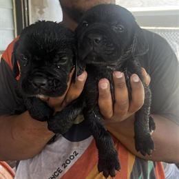 Cane Corso Puppies Available for Adoption in Tampa, fl