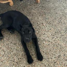 Cane Corso Puppies - Only 3 Females Left! in Tampa, fl