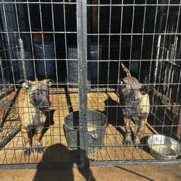 Belgian Malinois Puppies Available Now in Apopka, fl