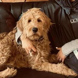 Goldendoodle Puppies Available in Traverse City, mi
