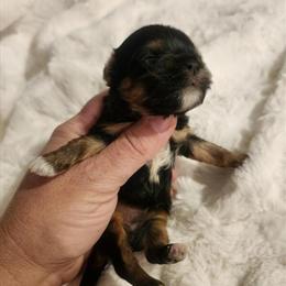 Traditional Female Puppies Available in Starke, fl