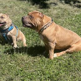 American Bully Stud Available for Service - 3 Years Old in Brooklyn, ny