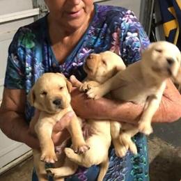 AKC Registered Labrador Retriever Puppies Ready in November in Wheeling, wv