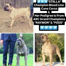 Cane Corso Puppies - 2 AKC Champion Females Available in Goldsboro, nc