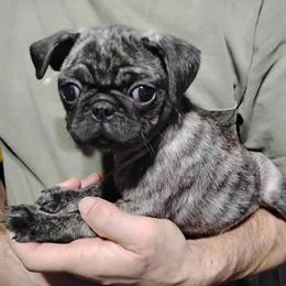 Pug puppies - Sweet and playful brothers in Othello, wa