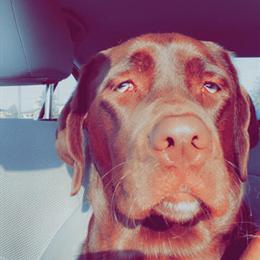 Stud Service: AKC Registered Chocolate Labrador Retriever in Hillsboro, oh