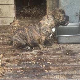 Bully puppy, 5 months old, seeking new home in Columbia, sc