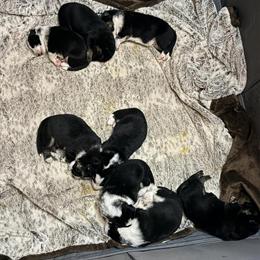 Panda German Shepherd Puppies Available in Brockton, ma