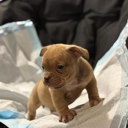 American Bully Puppies Ready for New Homes in Detroit, mi