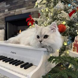 Purebred Silver Chinchilla Persian Male Kittens Available Now in Greenville, sc