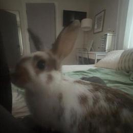 Lion Head Rabbit Phoebe for Adoption in Johnson City, tn