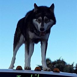 Siberian Husky Puppies Ready for Christmas in Walsenburg, co