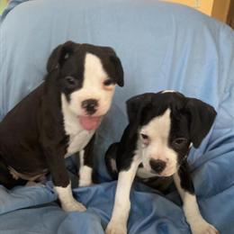 Boxer Puppies for Adoption in Edmonton, ky
