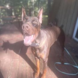 European Doberman Stud Available for Breeding in Bear, de