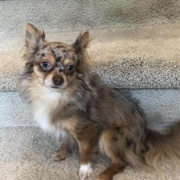 Chihuahua Stud Service Available in Raleigh, nc