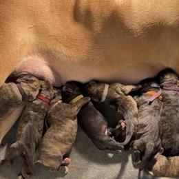 Top Quality Presa Canario Puppies for Sale in Chicago, il