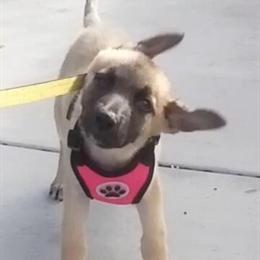 8-Week-Old Female Puppy for Rehoming - $200 with Supplies in Minneapolis, mn