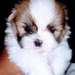 Maltese Puppies Available in Raleigh, nc
