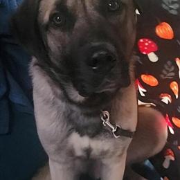 Male Anatolian Shepherd Looking for a Home in Chattanooga, tn